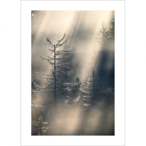 Vielle forêt